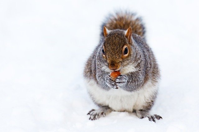 Squirrel eating nut